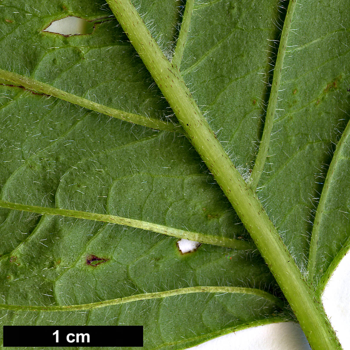 High resolution image: Family: Cornaceae - Genus: Cornus - Taxon: sericea - SpeciesSub: subsp. occidentalis